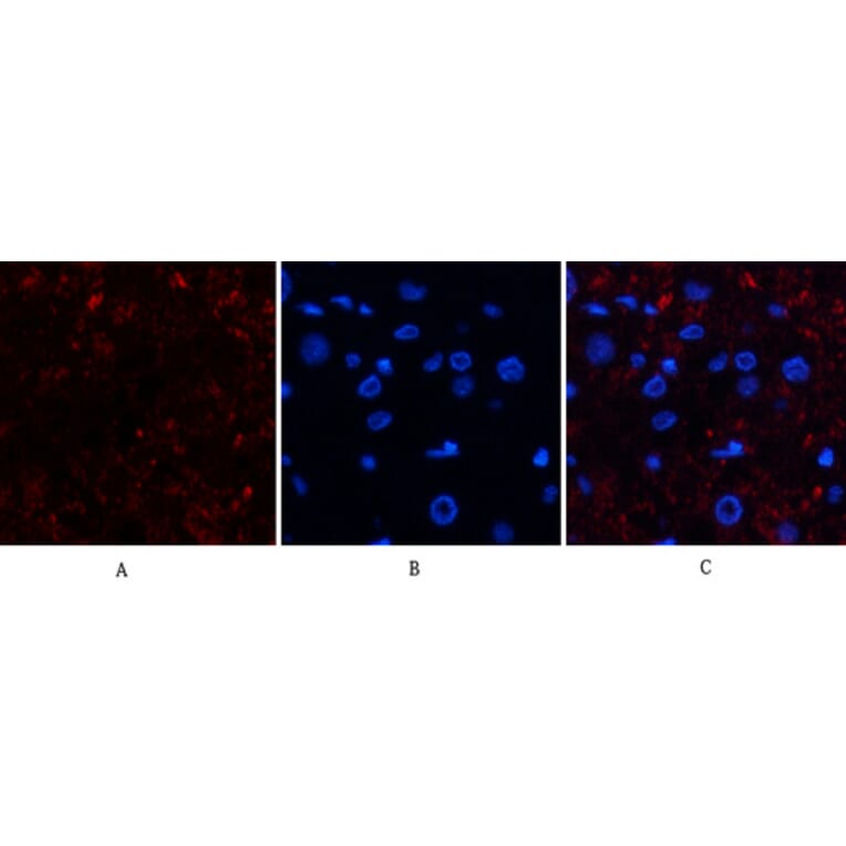 Immunofluorescence - Anti-CAT Antibody (C30030) - Antibodies.com