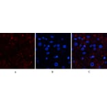 Immunofluorescence - Anti-CAT Antibody (C30030) - Antibodies.com
