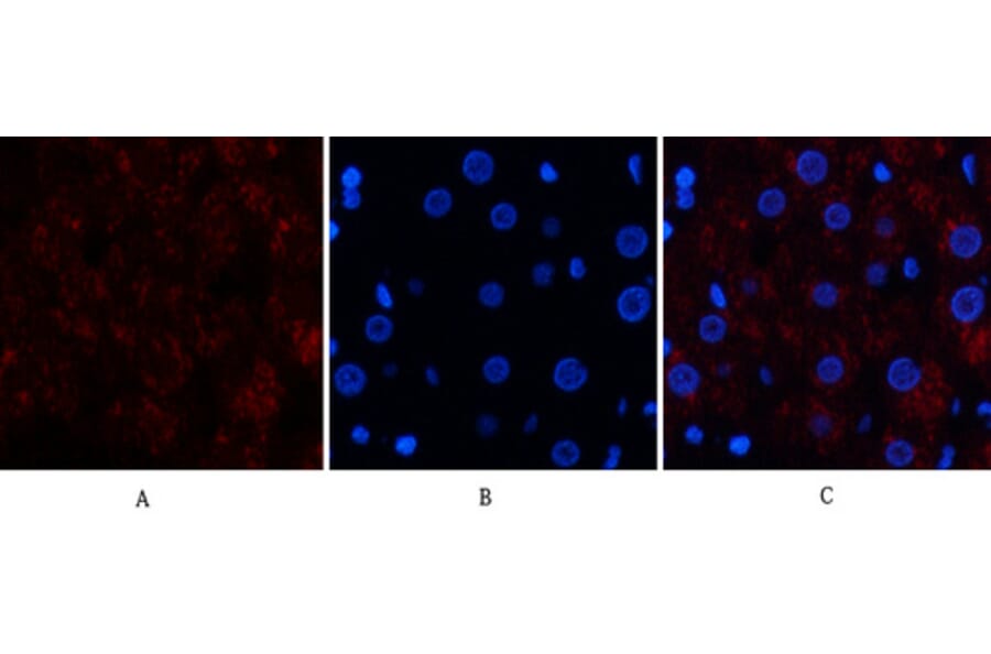 Immunofluorescence - Anti-CAT Antibody (C30030) - Antibodies.com