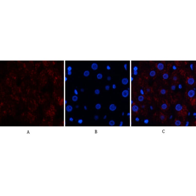 Immunofluorescence - Anti-CAT Antibody (C30030) - Antibodies.com