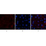 Immunofluorescence - Anti-CAT Antibody (C30030) - Antibodies.com