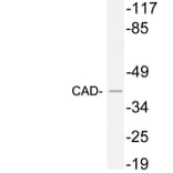 Western Blot - Anti-CAD Antibody (R12-2049) - Antibodies.com