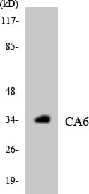 Western blot analysis of the lysates from HepG2 cells using Anti-CA6 Antibody.