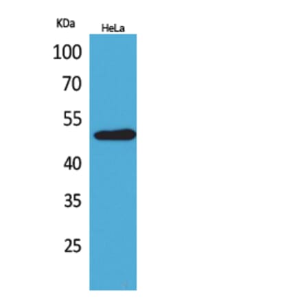 Western Blot - Anti-BSG Antibody (C30438) - Antibodies.com