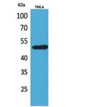 Western Blot - Anti-BSG Antibody (C30438) - Antibodies.com