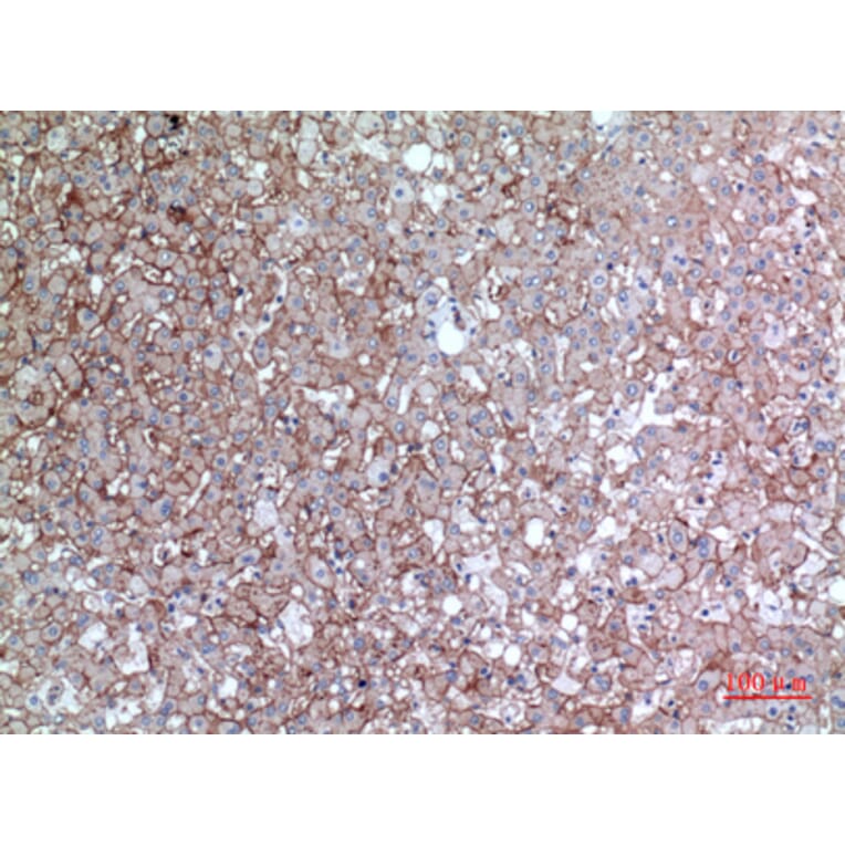 Immunohistochemistry - Anti-BSG Antibody (C30438) - Antibodies.com