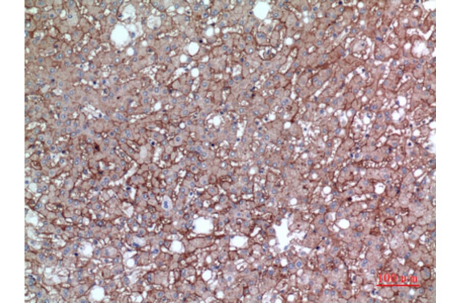 Immunohistochemistry - Anti-BSG Antibody (C30438) - Antibodies.com