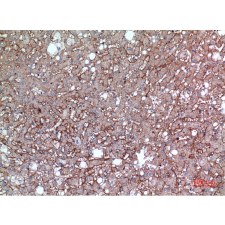 Immunohistochemistry - Anti-BSG Antibody (C30438) - Antibodies.com