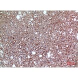 Immunohistochemistry - Anti-BSG Antibody (C30438) - Antibodies.com