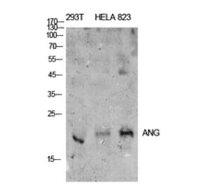 Western Blot - Anti-ANG Antibody (C30008) - Antibodies.com