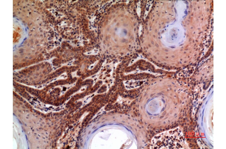 Immunohistochemistry - Anti-A2M Antibody (C30109) - Antibodies.com