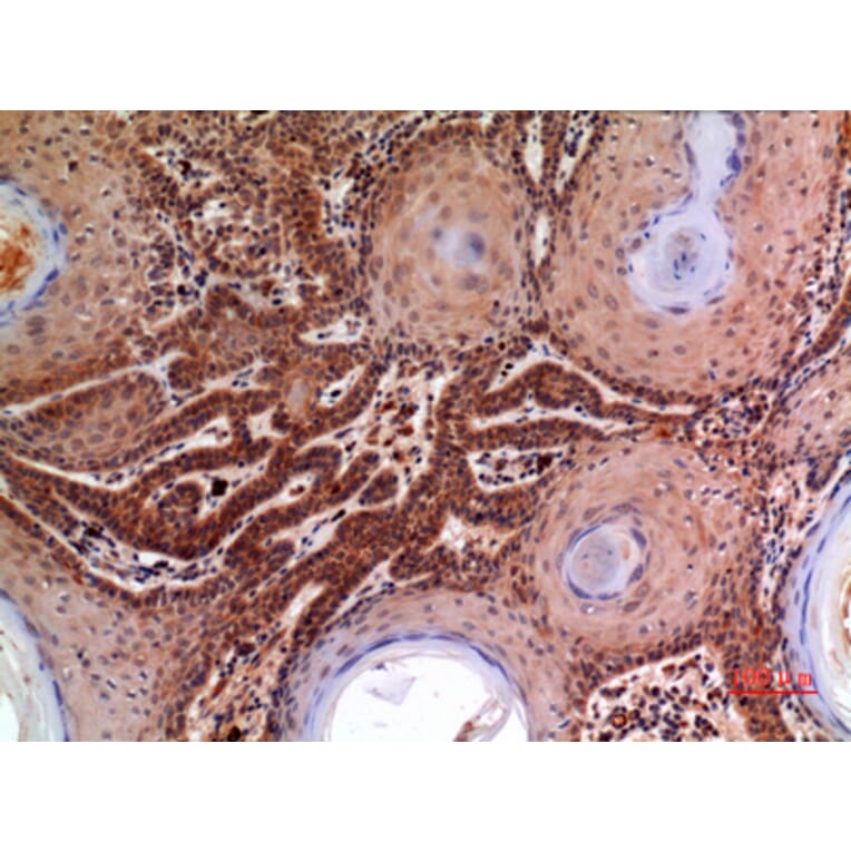 Immunohistochemistry - Anti-A2M Antibody (C30109) - Antibodies.com