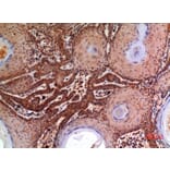 Immunohistochemistry - Anti-A2M Antibody (C30109) - Antibodies.com