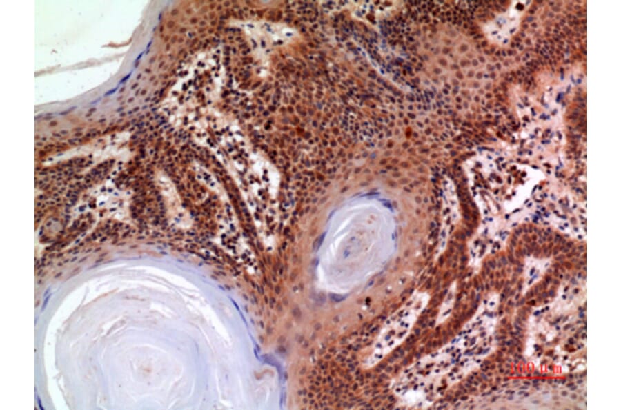 Immunohistochemistry - Anti-A2M Antibody (C30109) - Antibodies.com