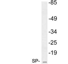Western Blot - Anti-SP Antibody (R12-2365) - Antibodies.com