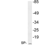 Western Blot - Anti-SP Antibody (R12-2365) - Antibodies.com