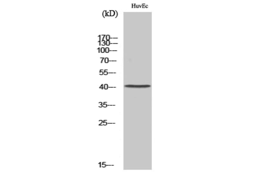 Western Blot - Anti-NT Antibody (C17036) - Antibodies.com