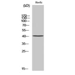 Western Blot - Anti-NT Antibody (C17036) - Antibodies.com