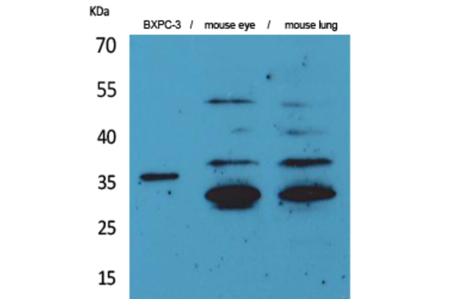 Western Blot - Anti-F3 Antibody (C30125) - Antibodies.com