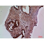 Immunohistochemistry - Anti-F3 Antibody (C30125) - Antibodies.com