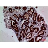 Immunohistochemistry - Anti-F3 Antibody (C30125) - Antibodies.com