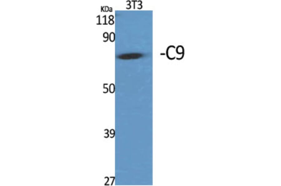 Western Blot - Anti-C9 Antibody (C15224) - Antibodies.com