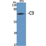 Western Blot - Anti-C9 Antibody (C15224) - Antibodies.com