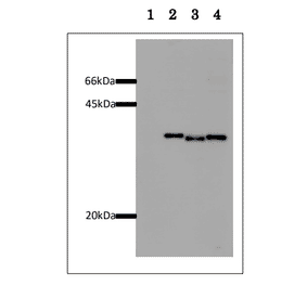 Western blot of GST-fused proteins Samples: HeLa cell extracts, 10 µg 1.Control cells 2,Cells transformed with COXFA4l2-GST expressing plasmid 3.Cells transformed with COXFA4-GST expressing plasmid 4.Cells transformed with COXFA4l1-GST expressing plasmid The anti-GST antibody was used at 1/1,000 dilution and as the second antibody, HRP-conjugated goat anti-mouse IgG was used at 1/20,000 dilution