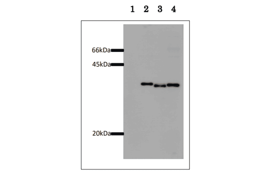 Western blot of GST-fused proteins Samples: HeLa cell extracts, 10 µg 1.Control cells 2,Cells transformed with COXFA4l2-GST expressing plasmid 3.Cells transformed with COXFA4-GST expressing plasmid 4.Cells transformed with COXFA4l1-GST expressing plasmid The anti-GST antibody was used at 1/1,000 dilution and as the second antibody, HRP-conjugated goat anti-mouse IgG was used at 1/20,000 dilution