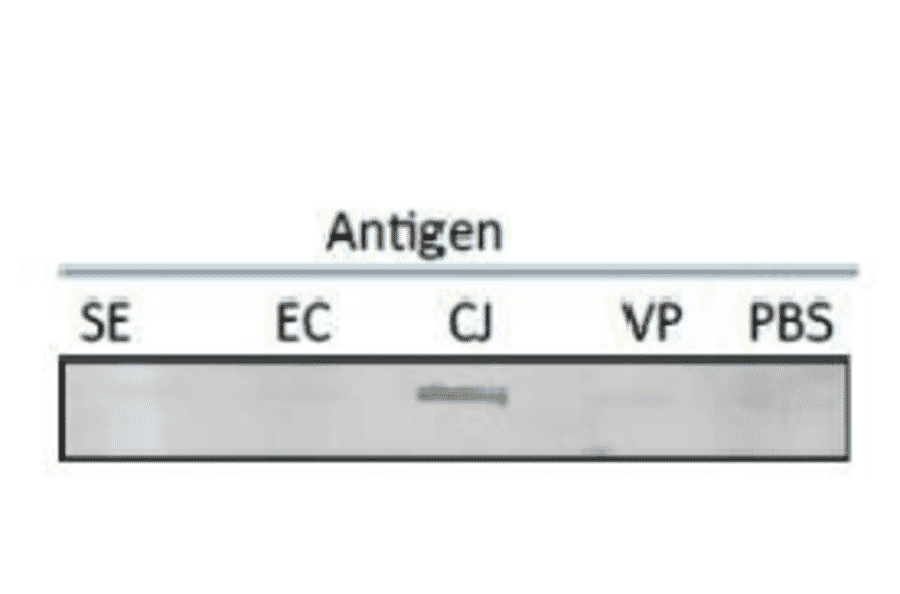 Test of reactivity of MAb (cj-01) with several food poisoning bacteria in slot blot test.