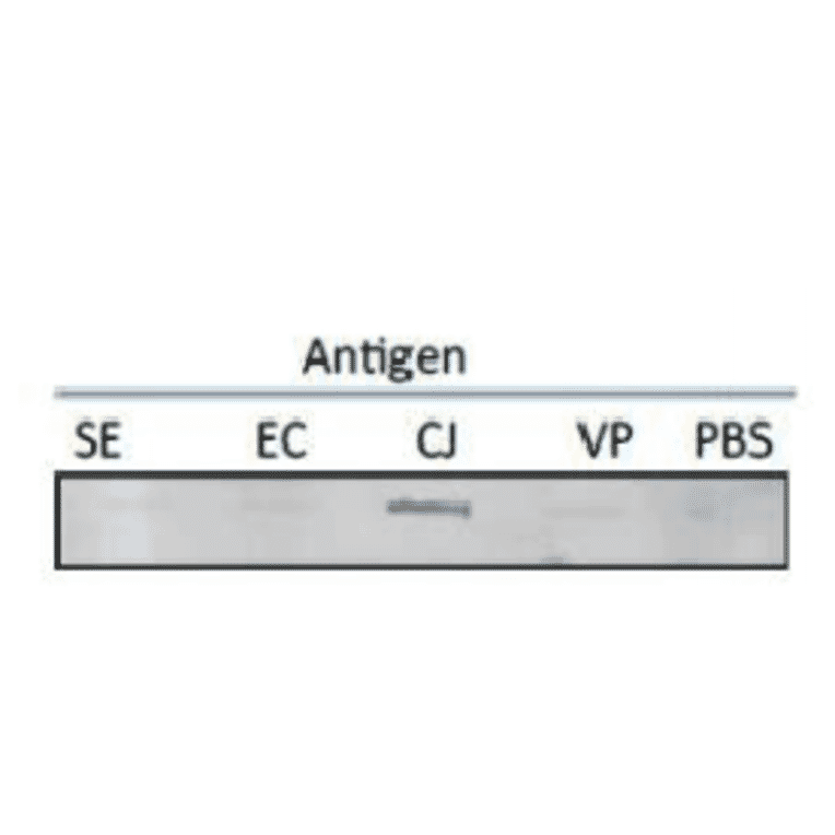 Test of reactivity of MAb (cj-01) with several food poisoning bacteria in slot blot test.
