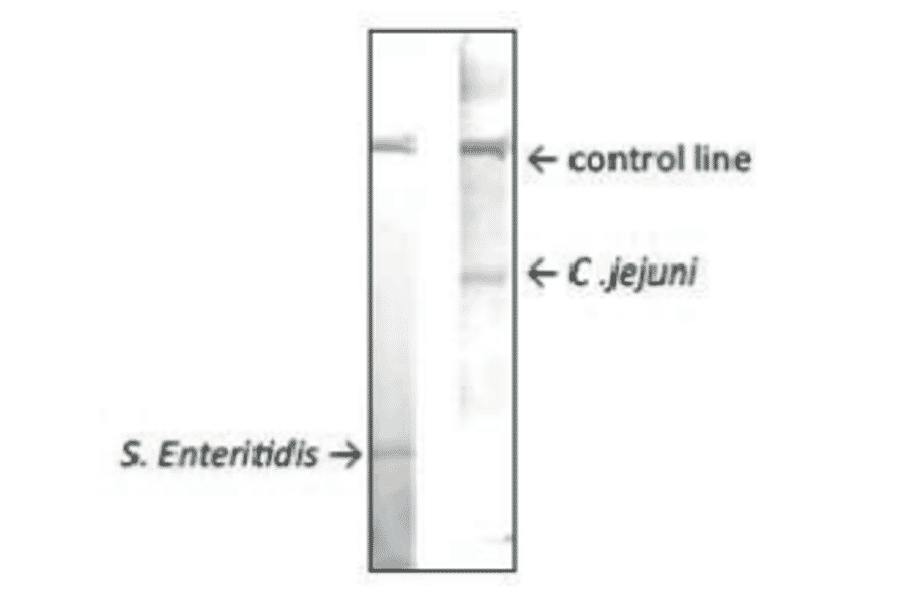 Reactivity of MAb (cj-01) with Campylobacter jejuni in immunochromatographic strip test.