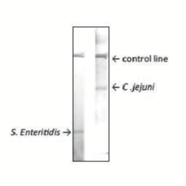 Reactivity of MAb (cj-01) with Campylobacter jejuni in immunochromatographic strip test.