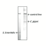 Reactivity of MAb (cj-01) with Campylobacter jejuni in immunochromatographic strip test.