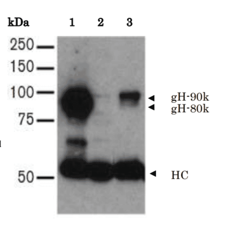 Immunoprecipitation of HHV7 gH in the lysate of HHV7 infected-SupT-1 cells.