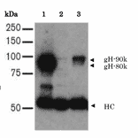 Immunoprecipitation of HHV7 gH in the lysate of HHV7 infected-SupT-1 cells.
