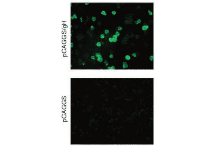 Immunofluorescence staining of gH protein in 293T cells transfected with gH expessing plasmid.
