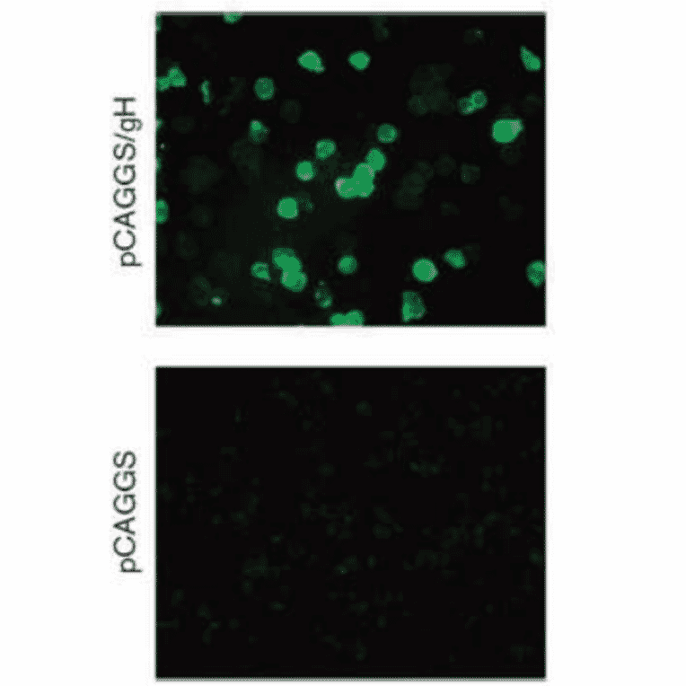Immunofluorescence staining of gH protein in 293T cells transfected with gH expessing plasmid.