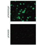 Immunofluorescence staining of gH protein in 293T cells transfected with gH expessing plasmid.