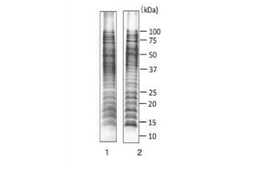 Western blotting of LPS from S. Enteritidis with MAb (se-01).