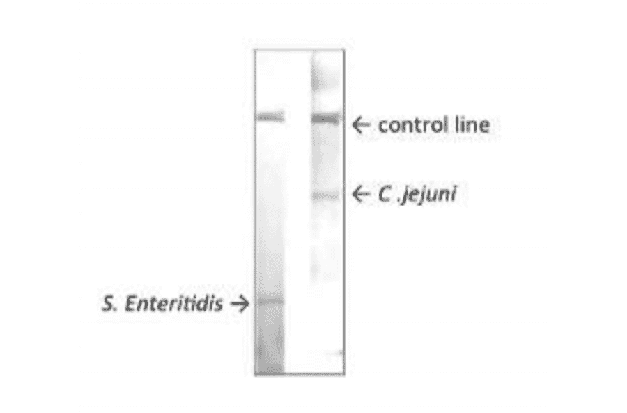 Immunochromatography with MAb (se-01)