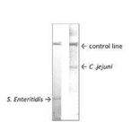 Immunochromatography with MAb (se-01)
