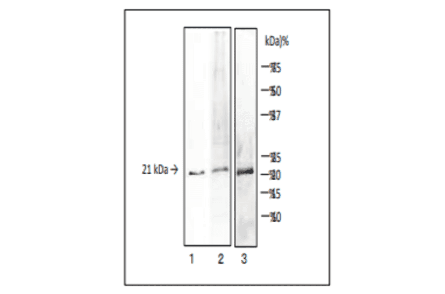 Detection of V. parahaemolyticus TDH and TRH by Western blotting with MAb (vp-01)