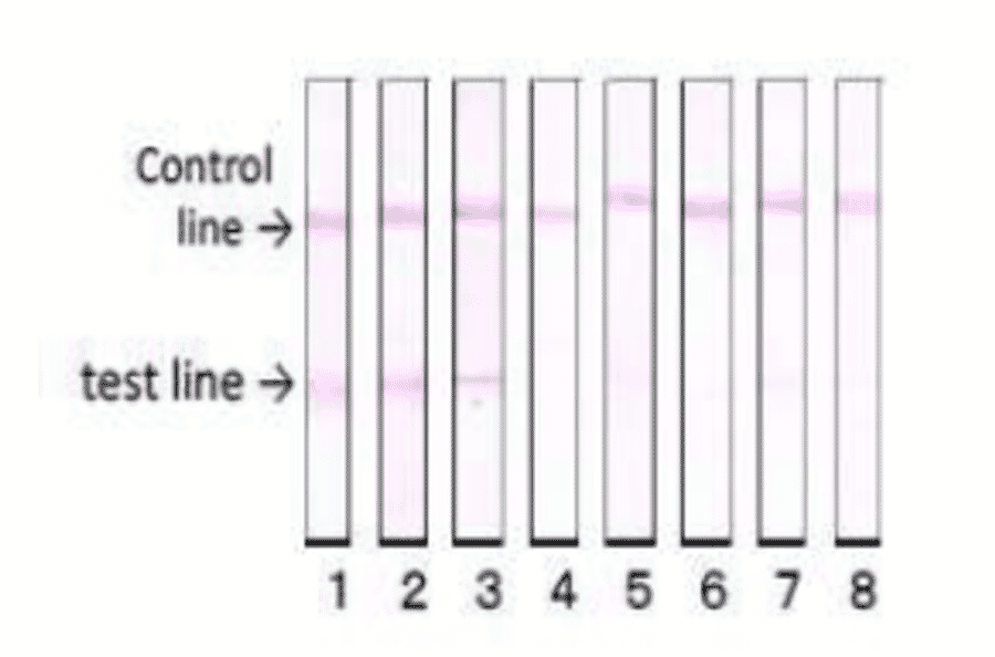 Reactivity of the antibody (vero-1) with various food poisoning bacteria in immunochromatographic strip test.
