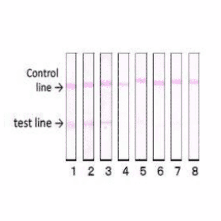 Reactivity of the antibody (vero-1) with various food poisoning bacteria in immunochromatographic strip test.