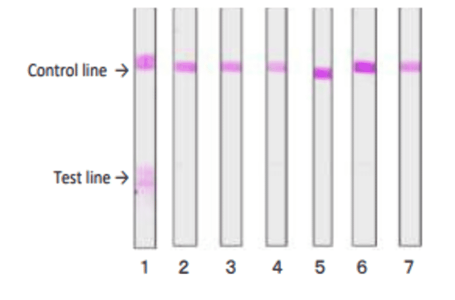 Reactivity of the MAb (sa-01) with various food poisoning bacteria in immunochromatographic strip test.