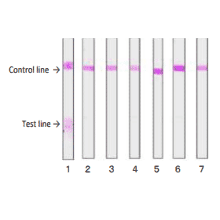 Reactivity of the MAb (sa-01) with various food poisoning bacteria in immunochromatographic strip test.