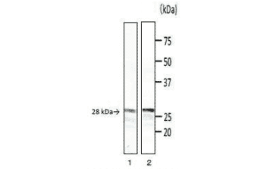 Detection of phospholipase C (PC-PLC) of B. cereus by Western blotting with monoclonal antibody (bc-01).