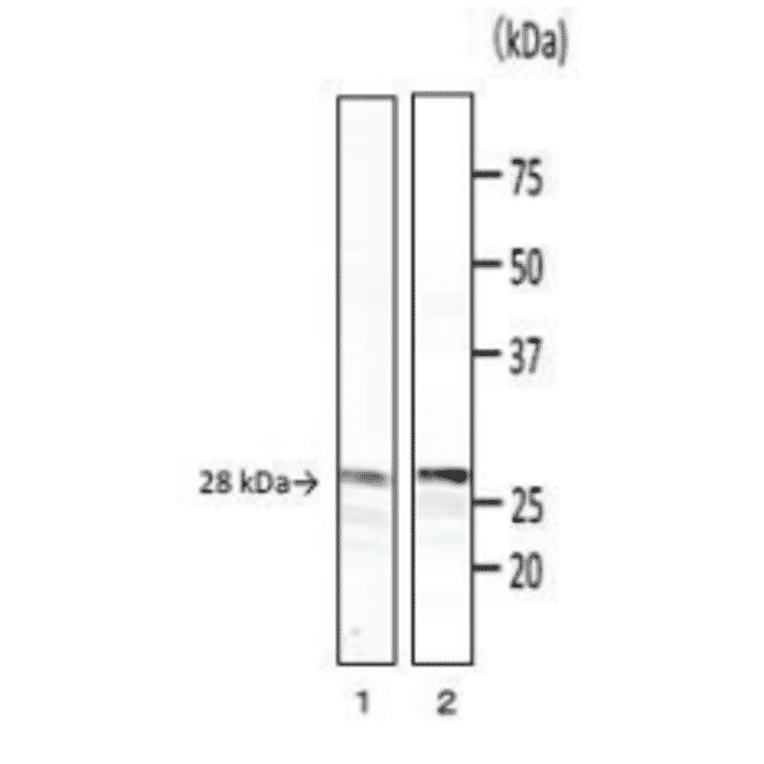 Detection of phospholipase C (PC-PLC) of B. cereus by Western blotting with monoclonal antibody (bc-01).