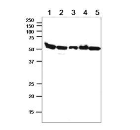 Western blot of alpha Tublin in crude cell extracts